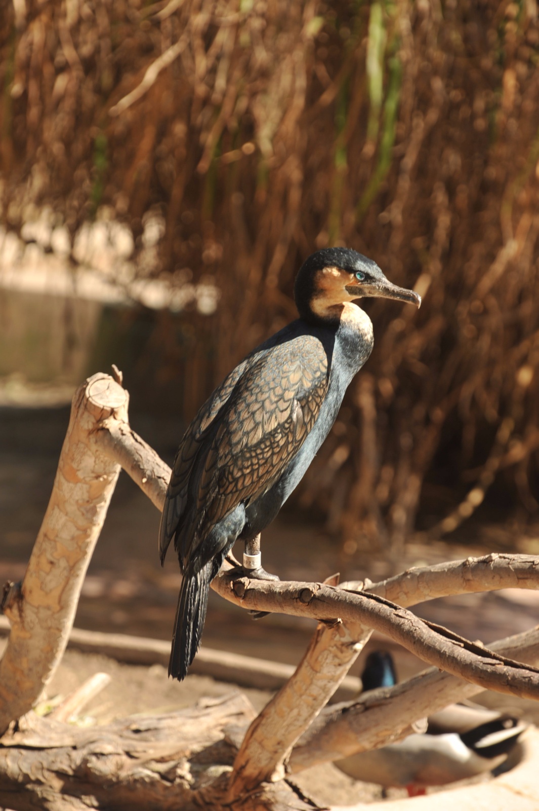 White Breasted Cormorant 44